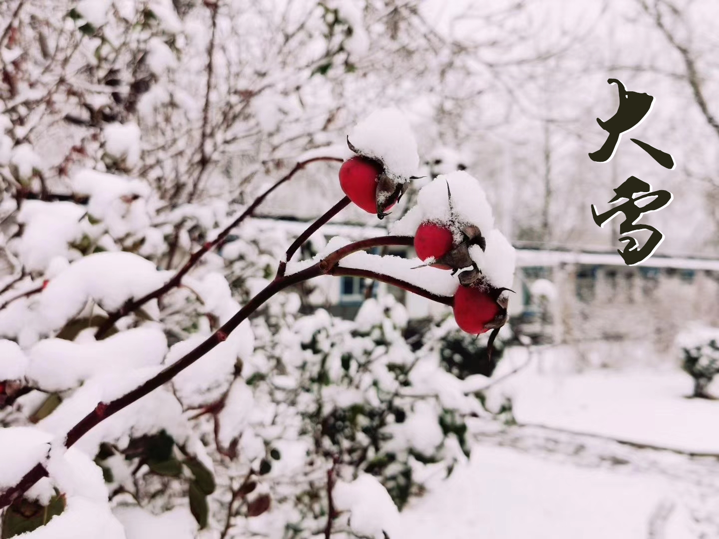 大雪 ▎萬象曉一色，皓然天地中