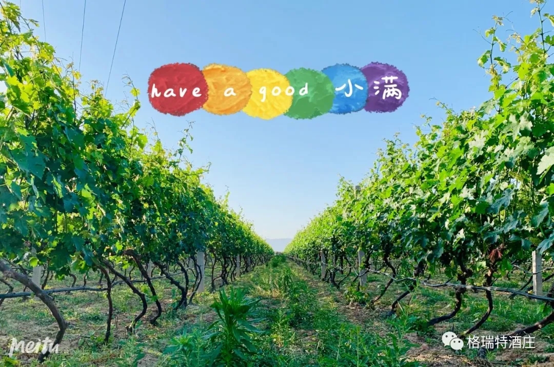 記錄小滿時節(jié)的酒莊、怎一美字了得！