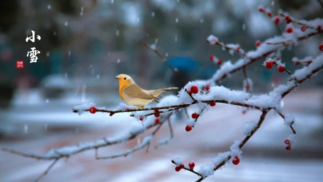 小雪 ▎等一地雪白，與歲月慢酌