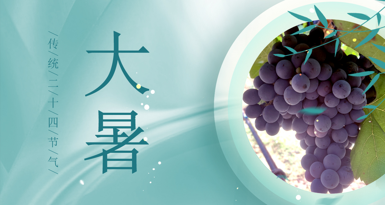 大暑 ▎時(shí)夏三伏盛，葡萄綴滿天