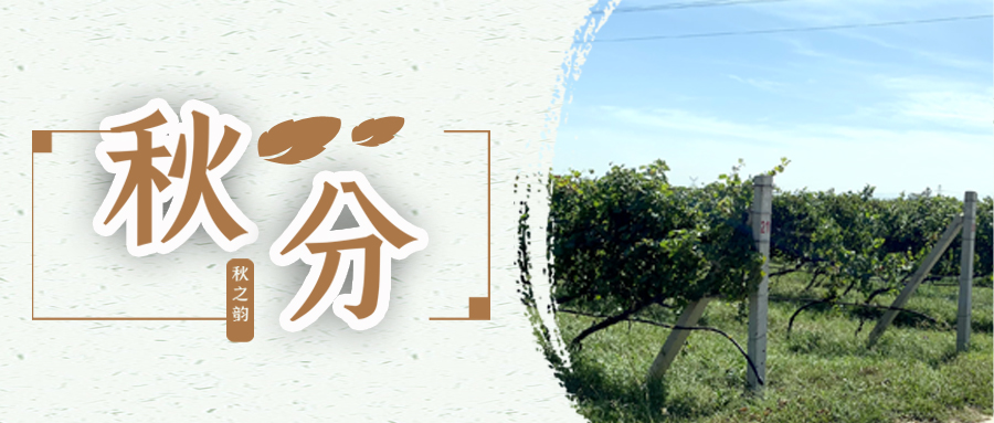 秋分 ▎秋分載萬物，葡園話豐收