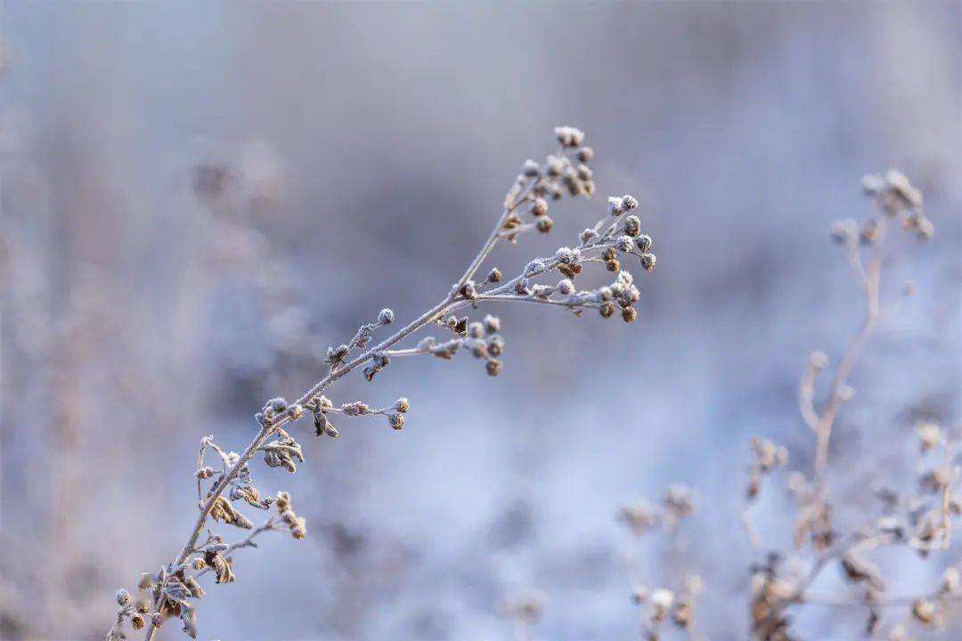小雪 ▎冬藏萬物，歲月沉香