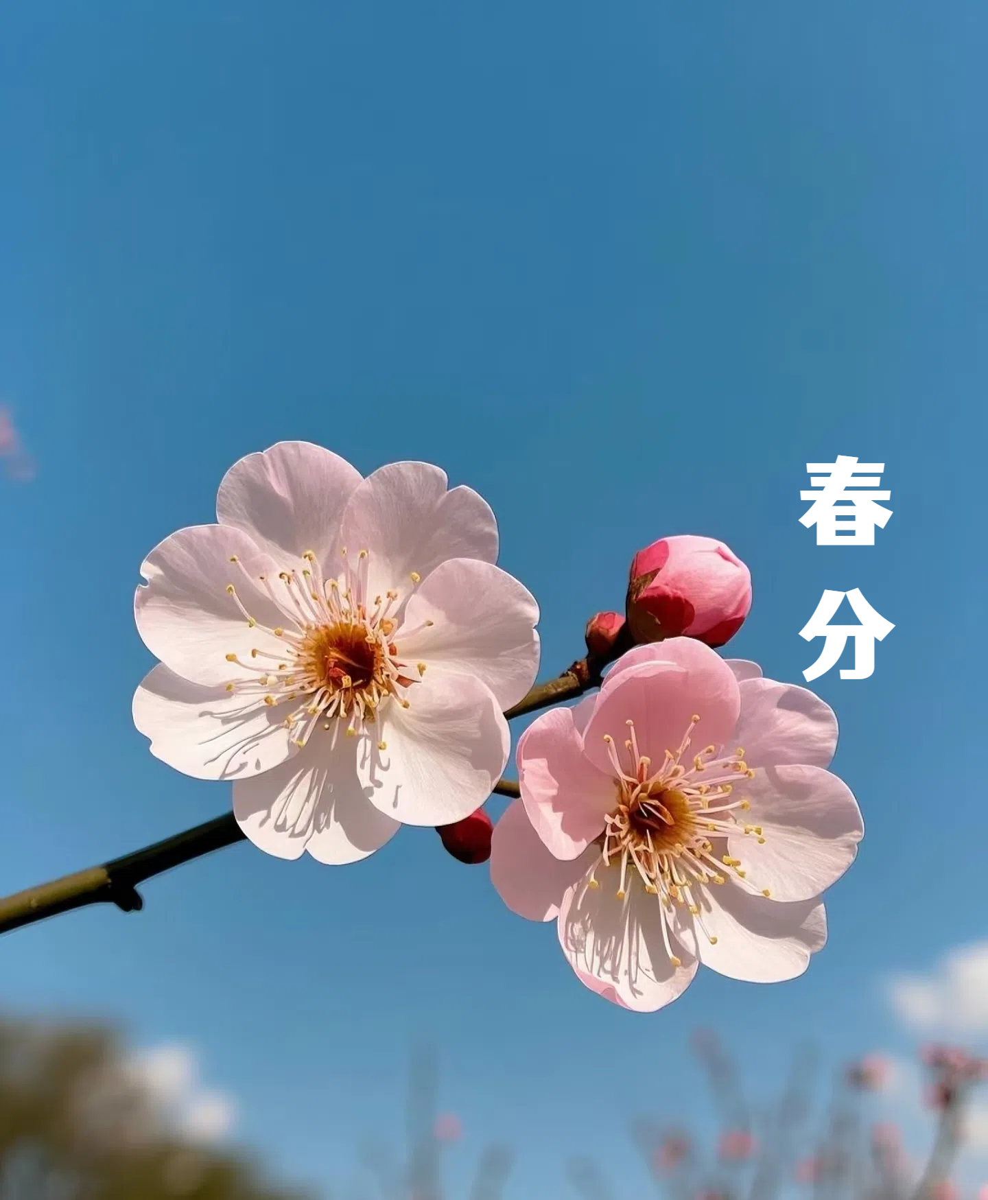 春分||花間一壺酒，莫負(fù)好時(shí)光